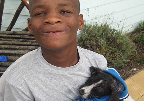 Animal wellbeing